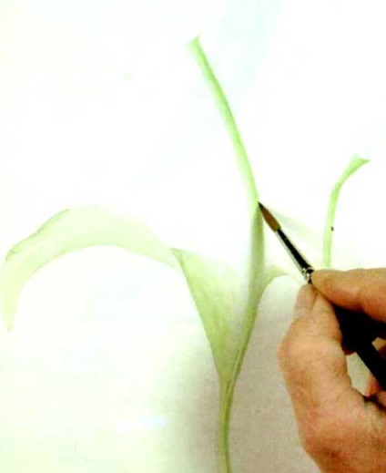Hogyan kell felhívni tulipán akvarell szakaszaiban