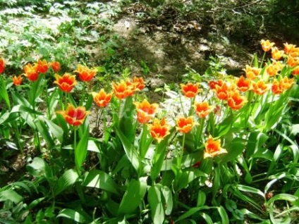 Hogyan kell felhívni tulipán akvarell szakaszában fotókkal kezdőknek
