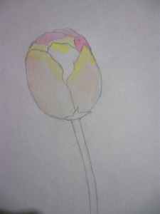 Hogyan kell felhívni a tulipán, akvarell ceruza, kreativitás - ilyen az élet!