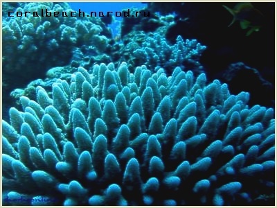 Korallszirtnek képződik
