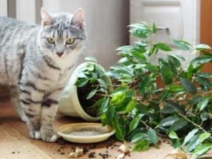 Hogyan elválasztott gyerek macska a szobanövények, női tapasztalat