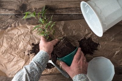 Hogyan transzplantáció a fikusz az otthoni videó környezet