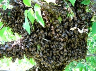 Hogyan lehet leküzdeni az állam a raj méh család