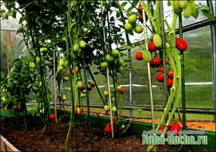 Hogyan juthat el a nagy termés a paradicsom villa épít saját kezűleg, ültetés, mázolás, mesterek az ország