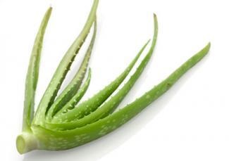 Hogyan juthat a folyamat aloe vera (aloe) Hogyan juthat a folyamat aloe
