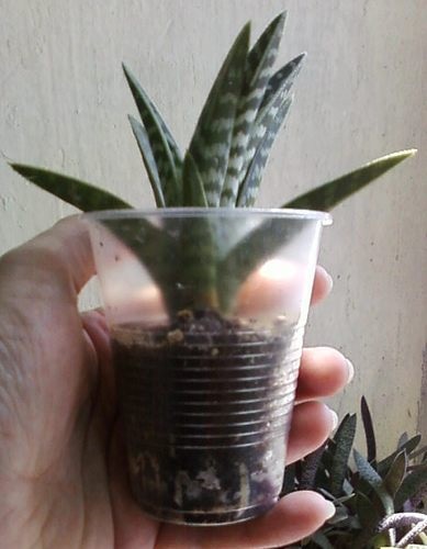 Hogyan juthat a folyamat aloe (get) Hogyan juthat a folyamat aloe