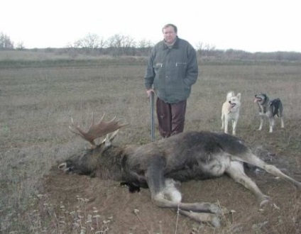 Hogyan lehet elkapni egy jávorszarvas (elk) Hogyan lehet elkapni egy jávorszarvas