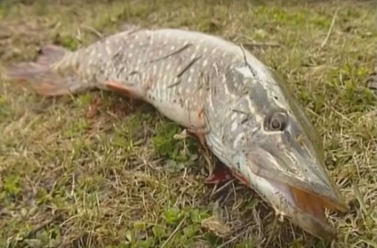 Hogyan lehet elkapni csuka a tavasszal egy forgó és hogyan kell kiválasztani a legjobb hely csuka horgászat, halászat világ