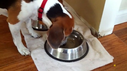 Hogyan táplálja a beagle, hogy nem adható, fotó és videó