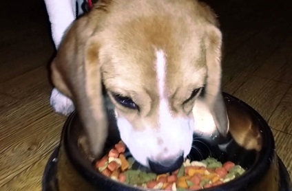 Hogyan táplálja a beagle, hogy nem adható, fotó és videó