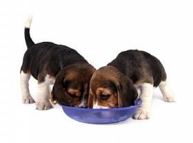 Hogyan táplálkoznak a kölyök beagle