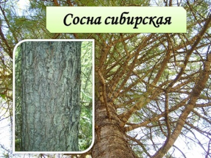 Hogyan csírázni fenyőmag (fenyőmag nőnek) Hogyan csírázni fenyőmaggal