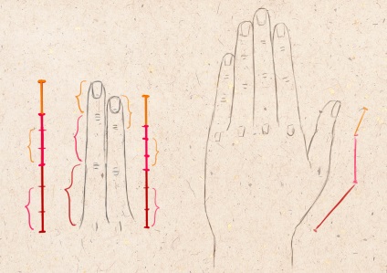 Hogyan kell felhívni az emberi kéz kéz ujjai ököl