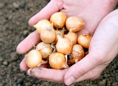 Hogyan juthat el a saját vetőmag hagyma (önállóan) Hogyan juthat el a saját vetőmag hagyma