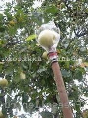 Hogyan tartsuk az alma a télen, hogyan kell tárolni a friss alma