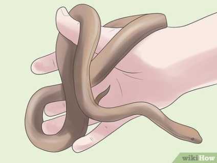 Hogyan megszelídíteni a kígyó