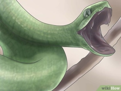 Hogyan megszelídíteni a kígyó