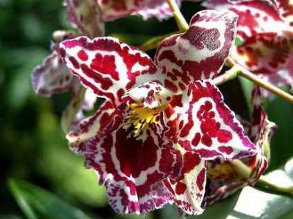 Як збільшити частоту цвітіння орхідеї