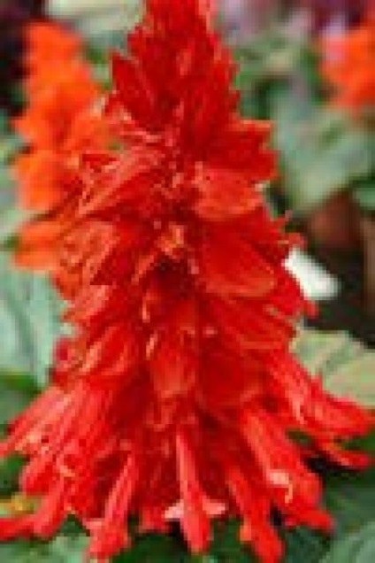 Hogyan törődik Salvia - növények - növények a kertben (hogyan növekszik salvia) Hogyan törődik Salvia - növények - növények a kertben