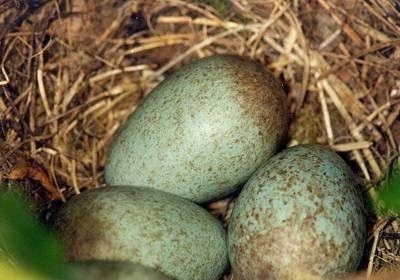 Hogyan néz csodálatos feketerigó tojás színe tojás énekesmadarak!