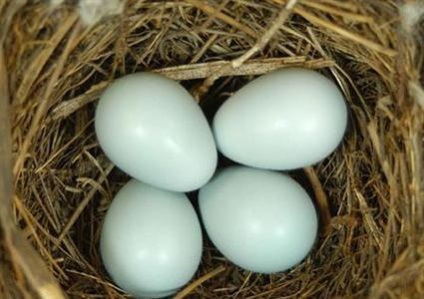 Hogyan néz csodálatos feketerigó tojás színe tojás énekesmadarak!
