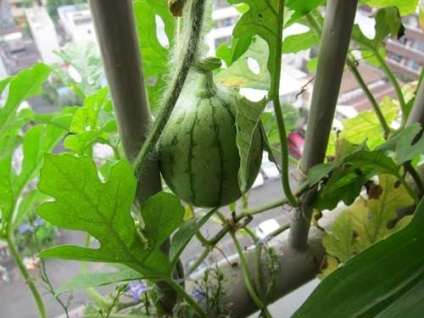 Hogyan nő egy görögdinnye az erkélyen 3 több szakaszban