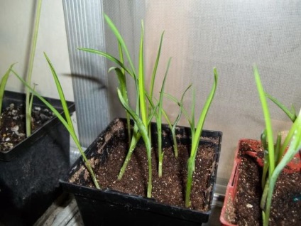 Amint Hemerocallis nőnek a vetőmag (mag) Hogyan növekszik daylilies magról