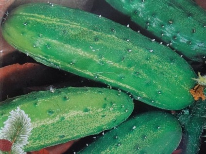 Hogyan növekszik uborka korai nélkül beleértve az üvegházhatást okozó fajták, különösen a termesztés, ültetés és gondozás