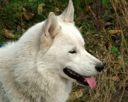 Hogyan hogy felhívja egy kutya husky - hogyan hozzuk létre egy ördögi kutya - ellátás és oktatás