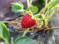 Hogyan lehet pénzt az epret termeszteni otthon, kertész (kúria) (kényszerítve eper) Hogyan lehet pénzt az epret termeszteni otthon, kertész (tanya)