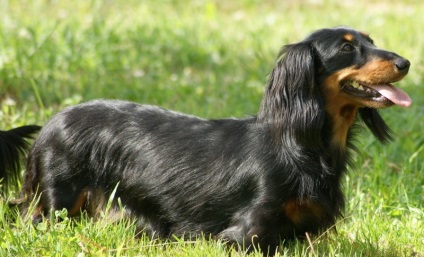Törpe tacskó (50 fotó) felnőtt kutya méretét, kisméretű, sima szőrű, hajú,