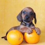 Törpe tacskó (50 fotó) felnőtt kutya méretét, kisméretű, sima szőrű, hajú,