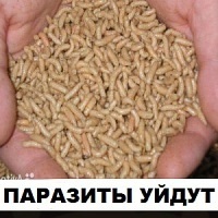 Törpe galandféreg (hymenolepiasis), mi ez, tünetek és kezelés átadni analízis (galandféreg) Törpe galandféreg (hymenolepiasis), mi ez, tünetek és kezelés átadni elemzés
