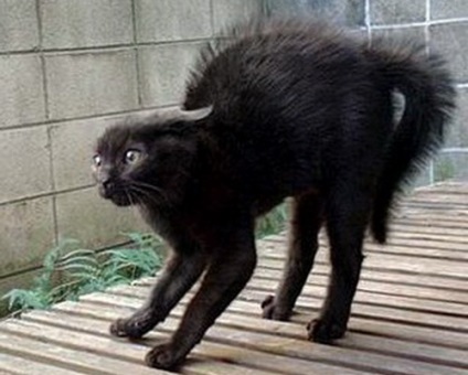 Képeket fekete macska