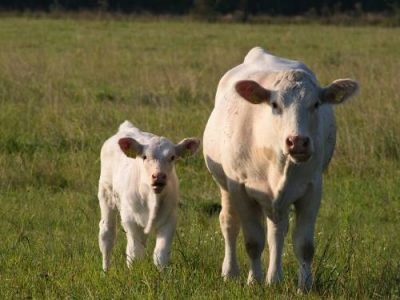 До чого сниться корова уві сні жінку та чоловіка - сонник