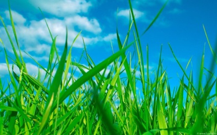Miért álom zöld fű látni egy álom vagy kaszálni