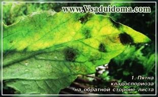 Cladosporium paradicsom vagy barna folt - ellenálló fajták és a harc, a helyszínen a kertben, a ház és a (stabil) Cladosporium paradicsom vagy barna folt - ellenálló fajták és a harc, a helyszínen a kertben, és a házi