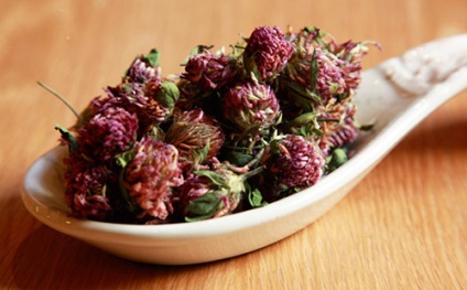 Red Clover (pratense) gyógyszer tulajdonságait és ellenjavallatok receptek (rét) Red Clover (pratense) gyógyszer tulajdonságait és ellenjavallatok receptek
