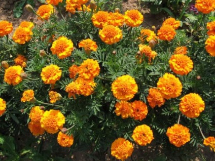 Mikor és hogyan kell ültetni palánták körömvirág (Tagetes elutasítják) Mikor és hogyan kell ültetni körömvirág palánták