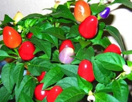 Szoba bors - növekvő beltéri paprika (bors) Szoba paprika - paprika termesztése szoba