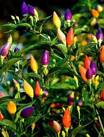 Szoba bors - növekvő beltéri paprika (bors) Szoba paprika - paprika termesztése szoba