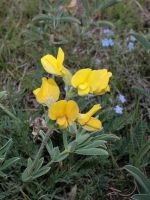 Koriander - hasznos tulajdonságok és ellenjavallatok (ellenjavallat) Koriander - hasznos tulajdonságokat és ellenjavallatok