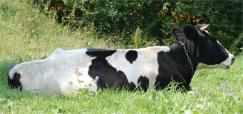 Cow - a forrása a jó hangulat (Aditi mindenre kiterjedő Cow) Cow - forrása a jó hangulat