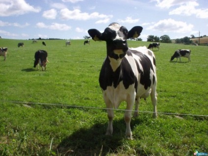 Cow - a forrása a jó hangulat (a szempontból produktív erő) Cow - forrása a jó hangulat
