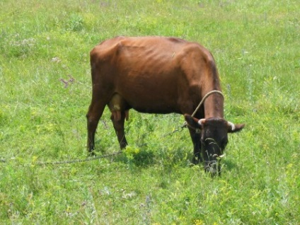 Cow - a forrása a jó hangulat (a betegség) Cow - forrása a jó hangulat