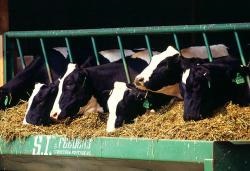 Cow - a forrása a jó hangulat (állatok) Cow - forrása a jó hangulat