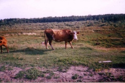 Cow - a forrása a jó hangulat (Aditi mindenre kiterjedő Cow Prithvi) Cow - forrása a jó hangulat