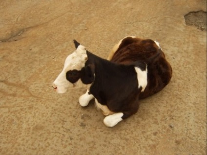 Cow - a forrása a jó hangulat (bika) Cow - forrása a jó hangulat