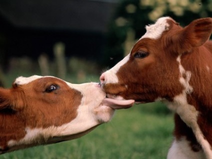 Cow - a forrása a jó humor (úgy gondoljuk) Cow - forrása a jó hangulat