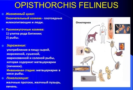 Cat métely (trematoda) a szerkezet, elosztó, a tünetek és a kezelés (szerkezete) Cat métely (trematoda) a szerkezet, forgalmazás, tünetek és a kezelés